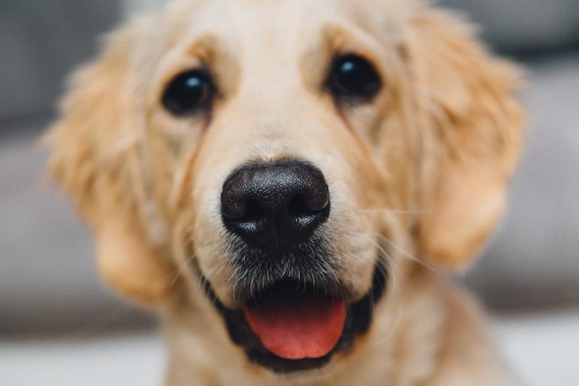 6d_night-animal-dog-pet-large.jpg