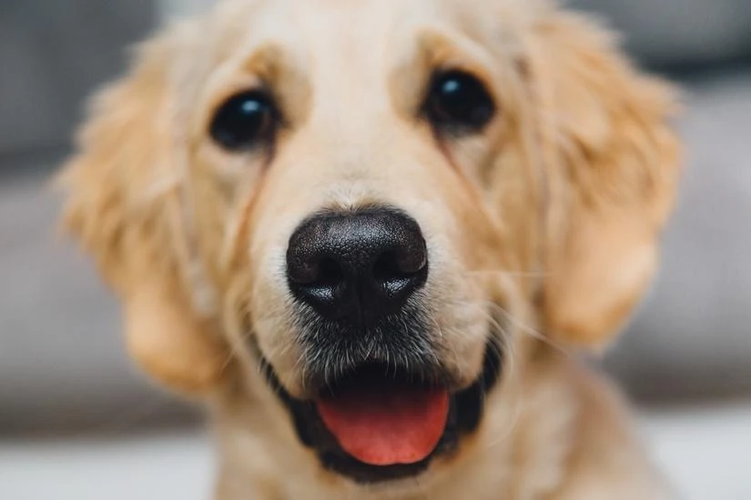 6d_night-animal-dog-pet-large.jpg